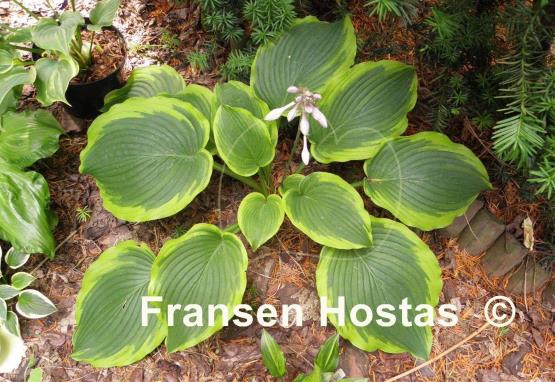 Hosta American Choo Choo