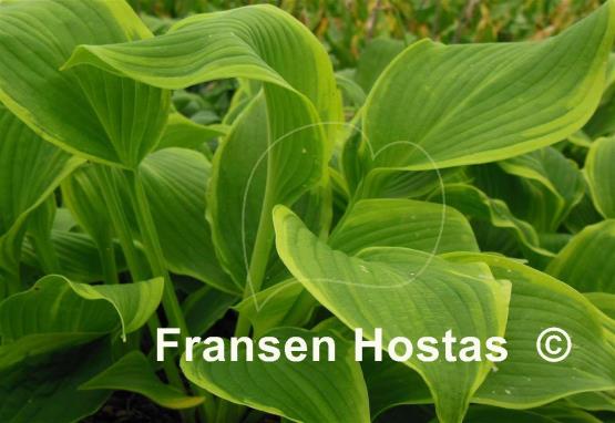 Hosta American Choo Choo