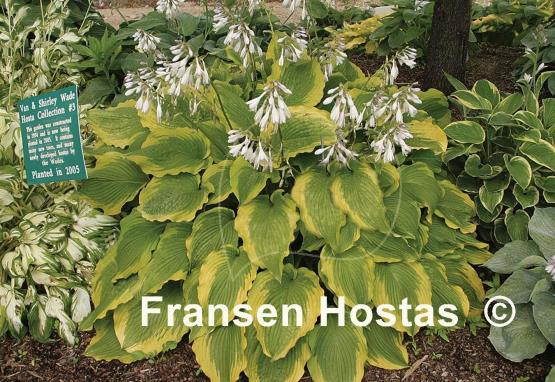Hosta American Choo Choo