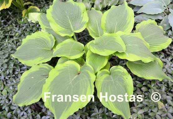 Hosta American Choo Choo