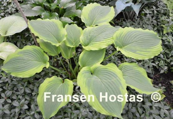Hosta American Choo Choo
