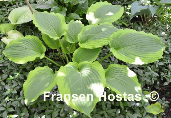 Hosta American Choo Choo