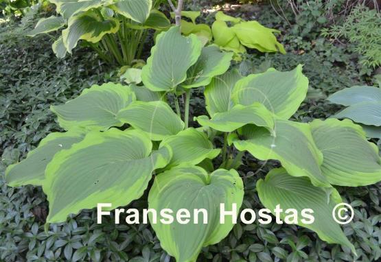 Hosta American Choo Choo