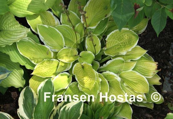 Hosta American Dream