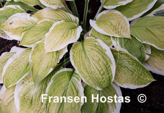 Hosta American Dream