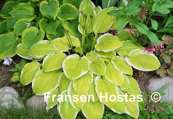 Hosta American Dream