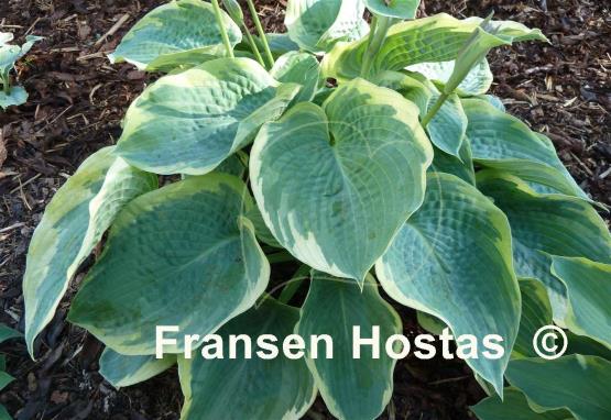 Hosta American Halo
