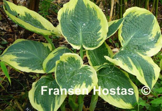 Hosta American Halo
