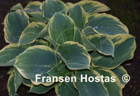 Hosta American Halo