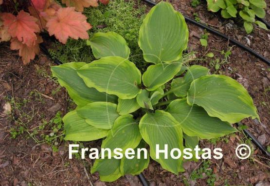 Hosta American Icon