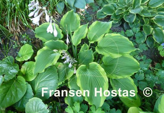 Hosta American Icon