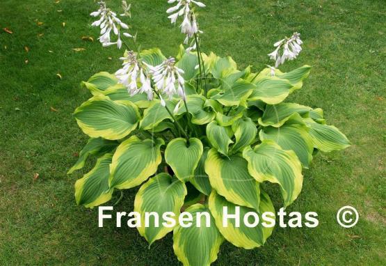 Hosta American Icon