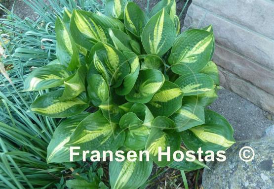 Hosta American Sweetheart