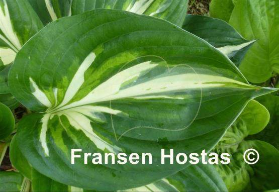 Hosta Americana