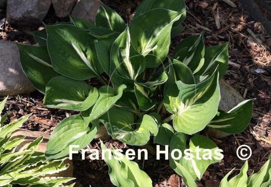 Hosta Americana
