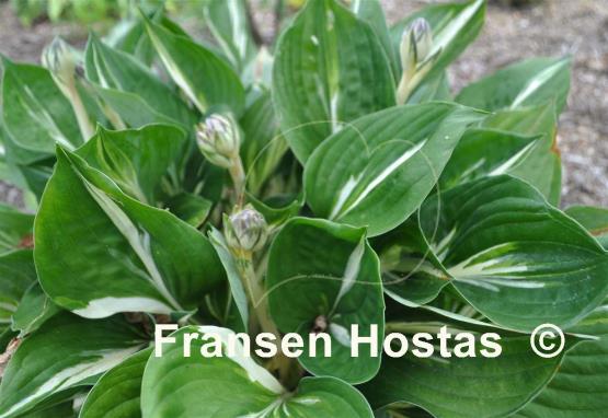 Hosta Americana