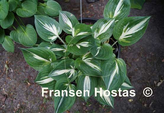 Hosta Americana