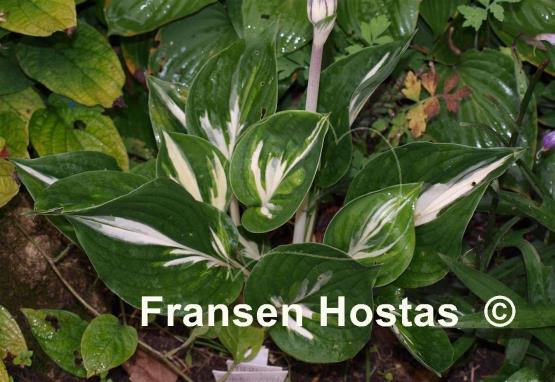 Hosta Americana