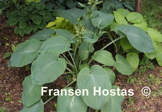 Hosta Amos