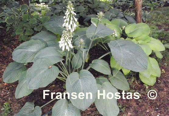 Hosta Amos