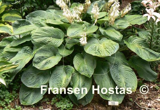 Hosta Amos