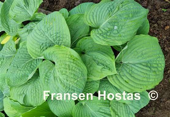 Hosta Amos