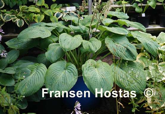 Hosta Amos