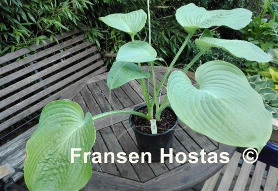 Hosta Amos