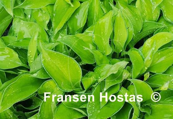 Hosta Amy Elizabeth