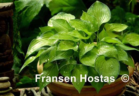Hosta Amy Elizabeth