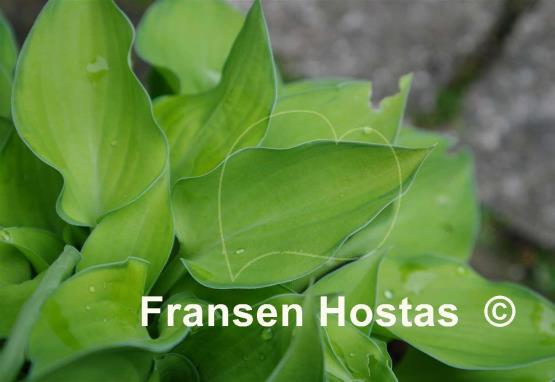Hosta Amy Elizabeth