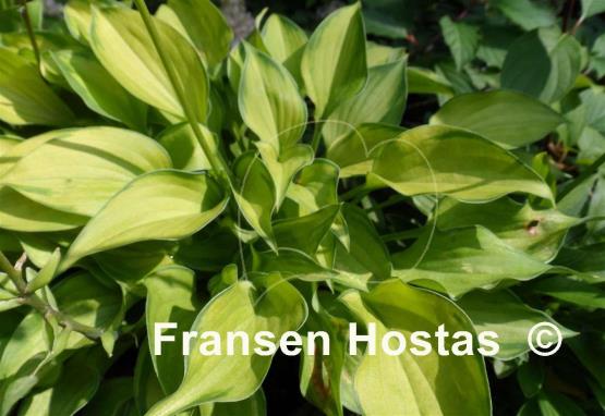 Hosta Amy Elizabeth