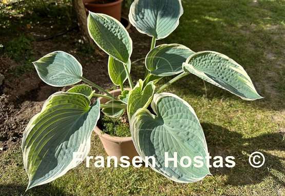 Hosta And You and I