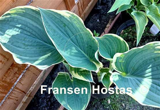 Hosta And You and I