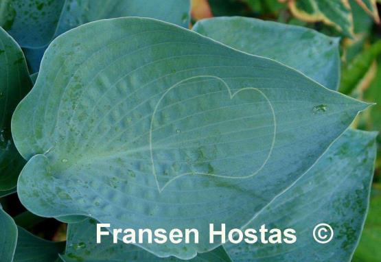 Hosta Andorian