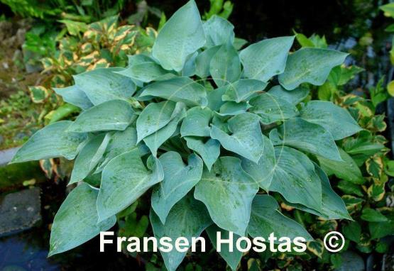 Hosta Andorian