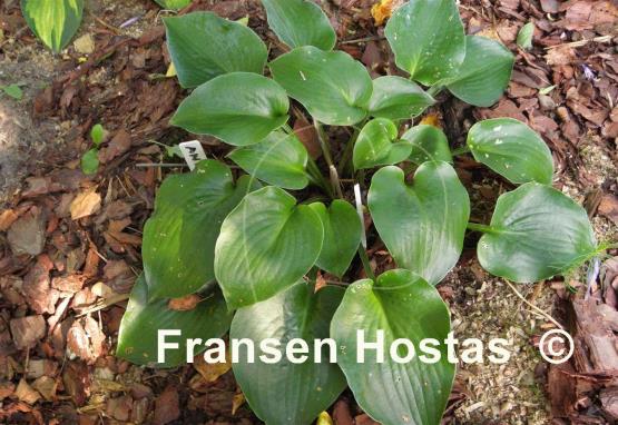 Hosta Andorian