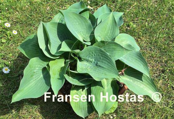 Hosta Andorian