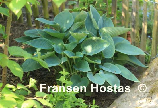 Hosta Andorian