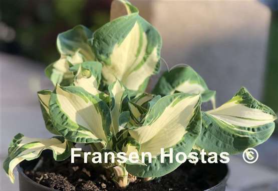 Hosta Andrew