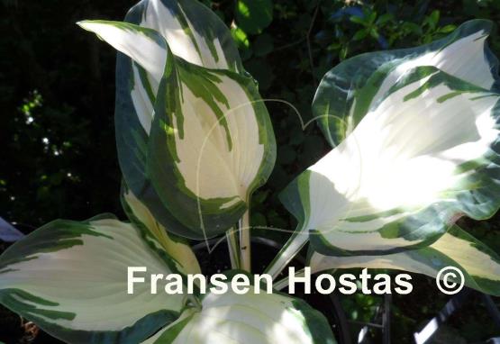 Hosta Andrew