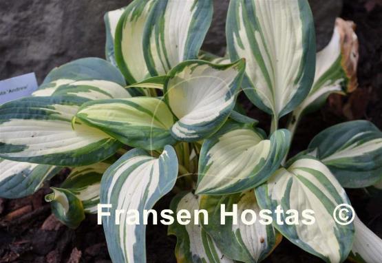 Hosta Andrew