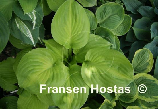 Hosta Android