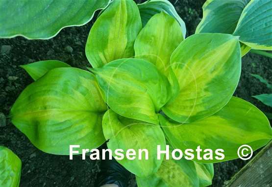 Hosta Android