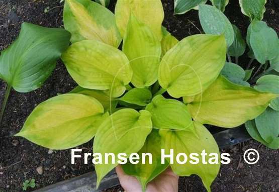 Hosta Android