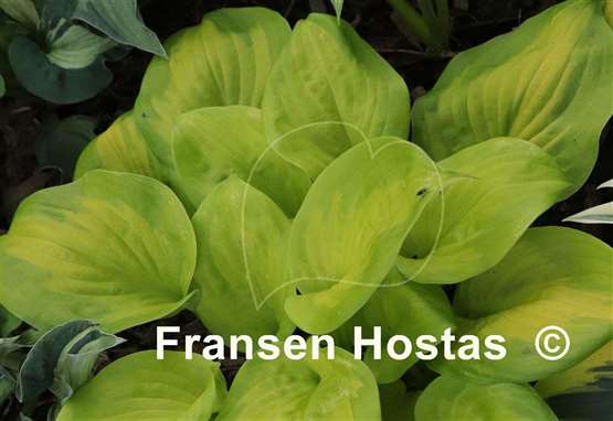 Hosta Android
