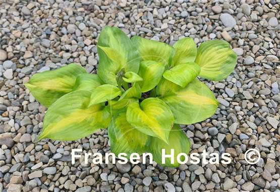 Hosta Android