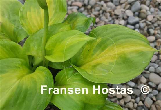 Hosta Android