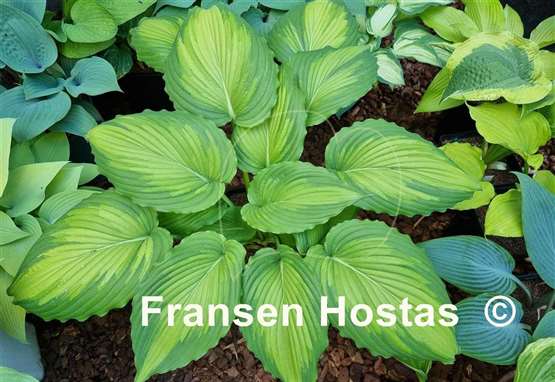 Hosta Angel Falls