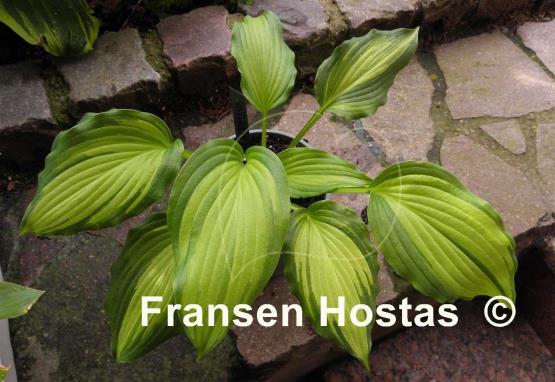 Hosta Angel Falls